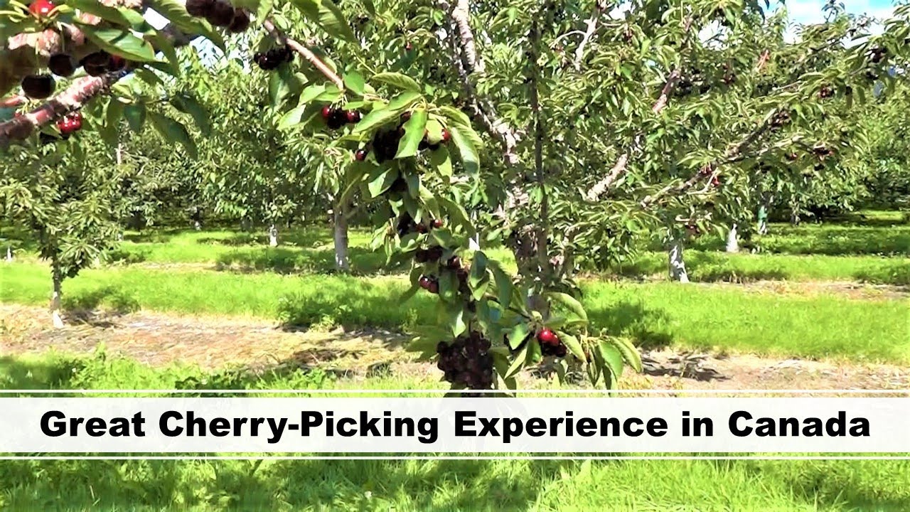 Experience The Great Cherry-Picking in Canada | Kelowna, BC