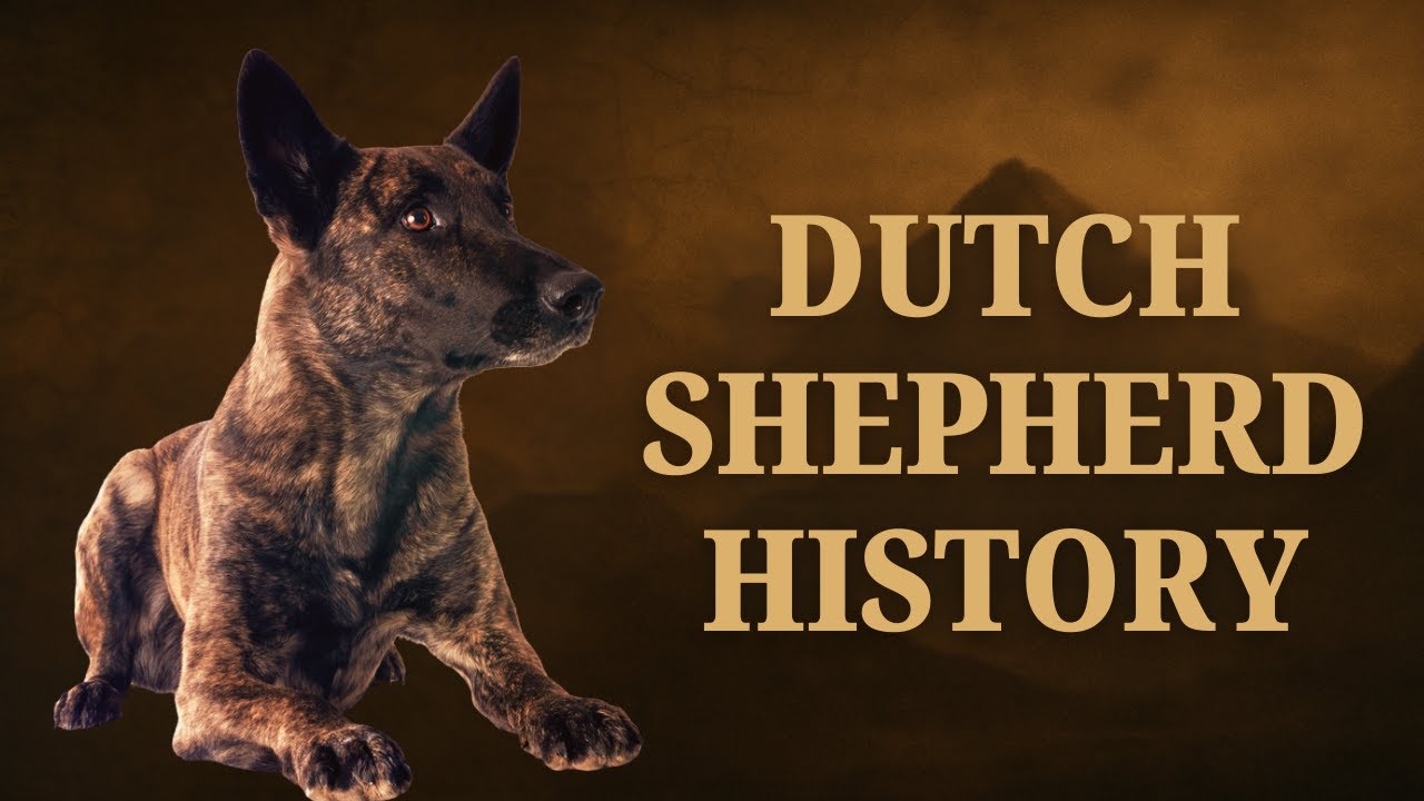 Dutch Shepherd History: The 