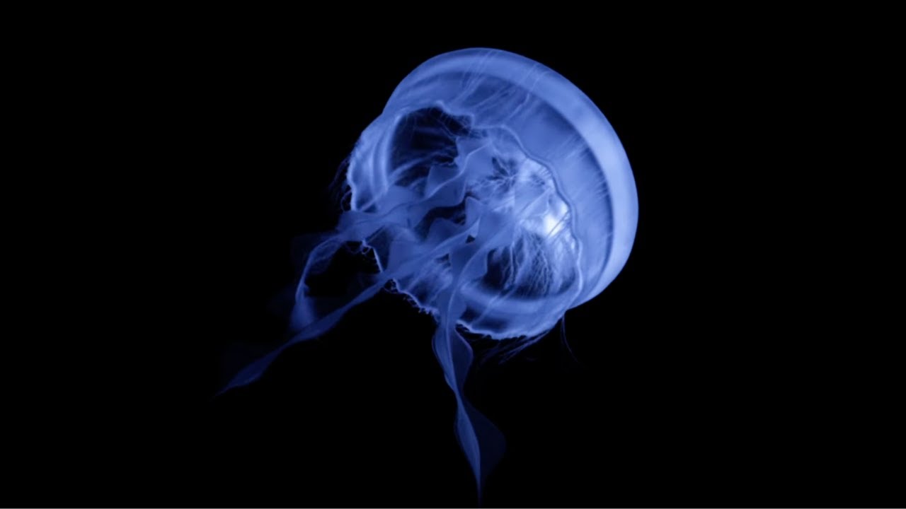 OFFICIAL TRAILER: The Thing About Jellyfish at Berkeley Rep