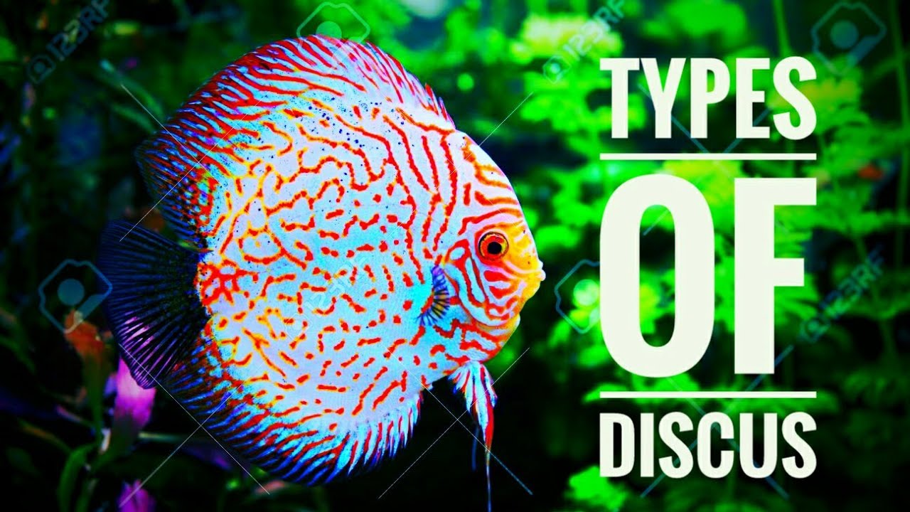 Most Intense Strains of DISCUS!