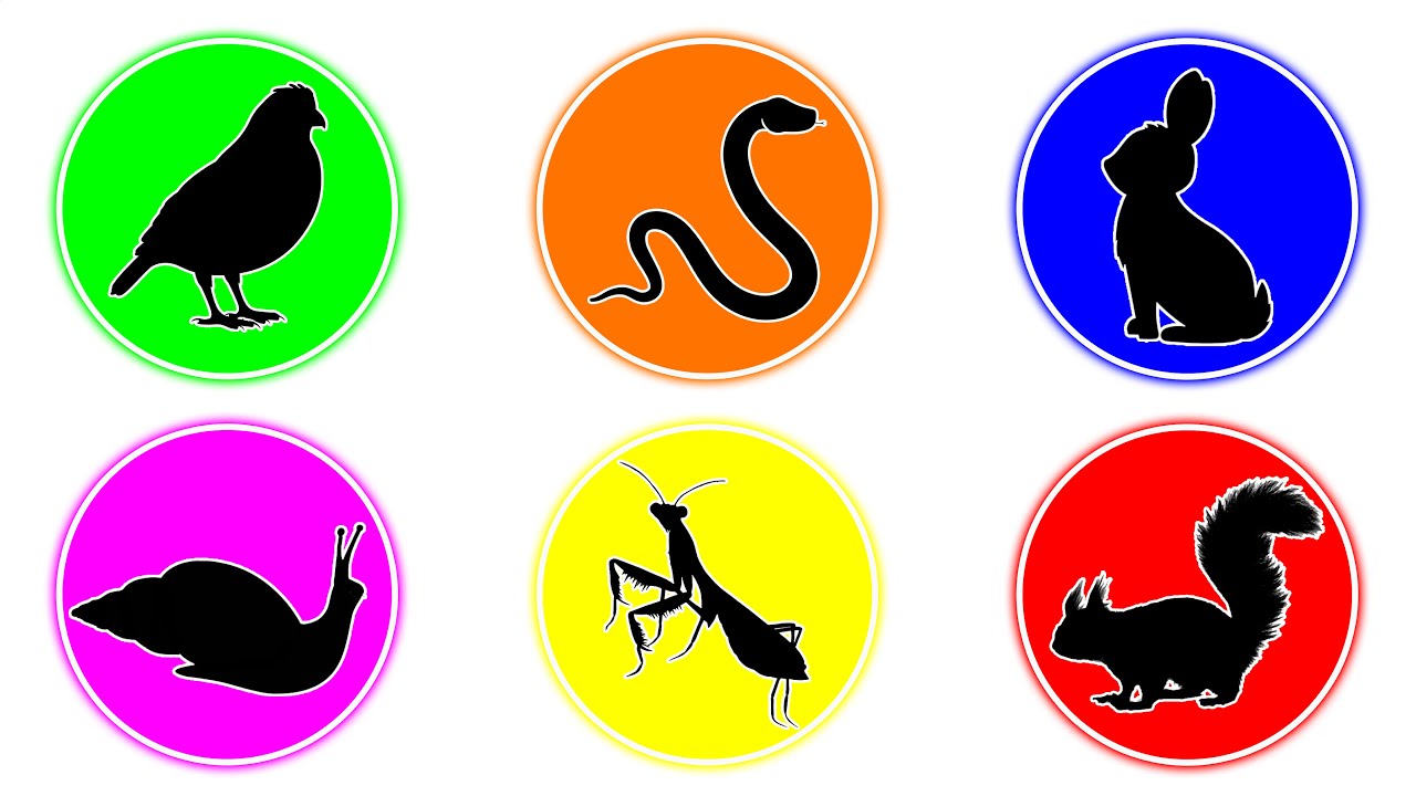 Pets : Rabbit, Snail, Squirrel, Mantis, Snake, Quail