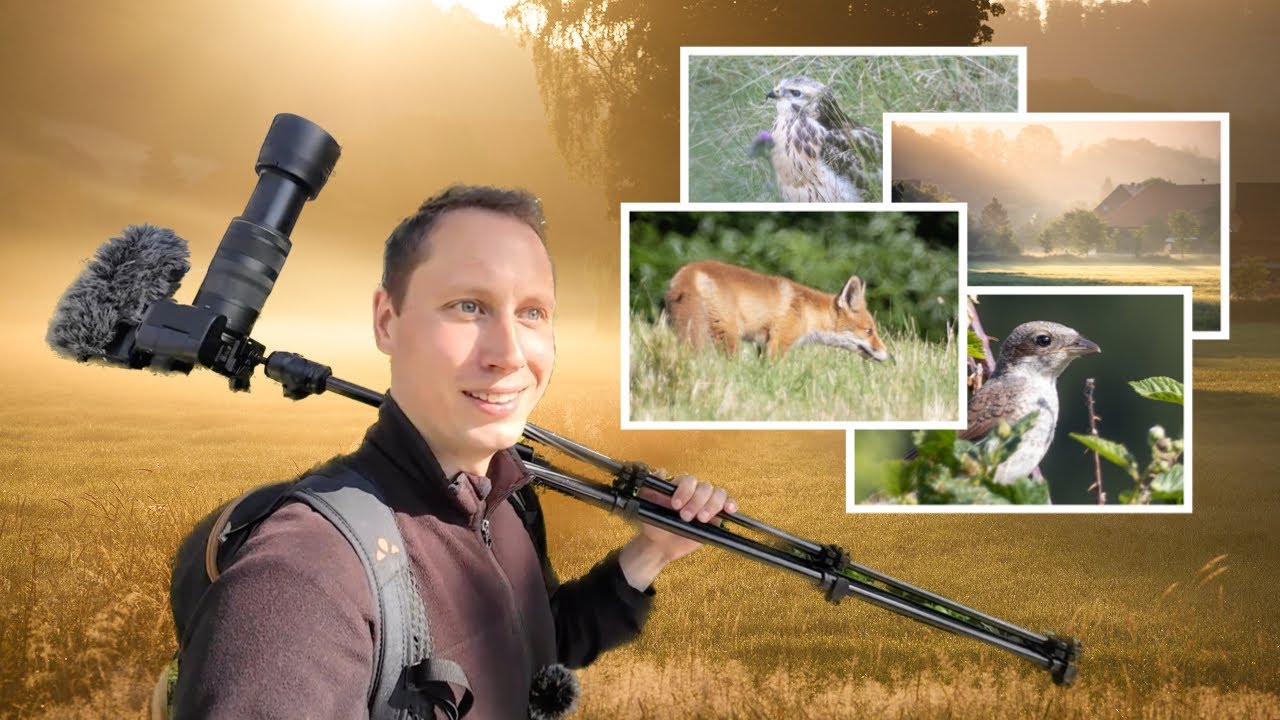 Wilde Natur im Herzen Deutschlands | Alte B&auml;ume, Nebel & Wildtiere entdecken