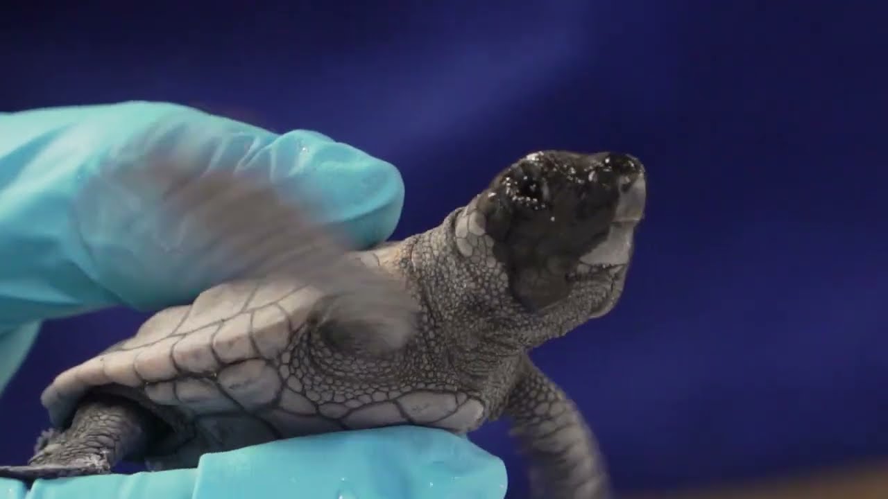 Sea Turtle Hatchling Release