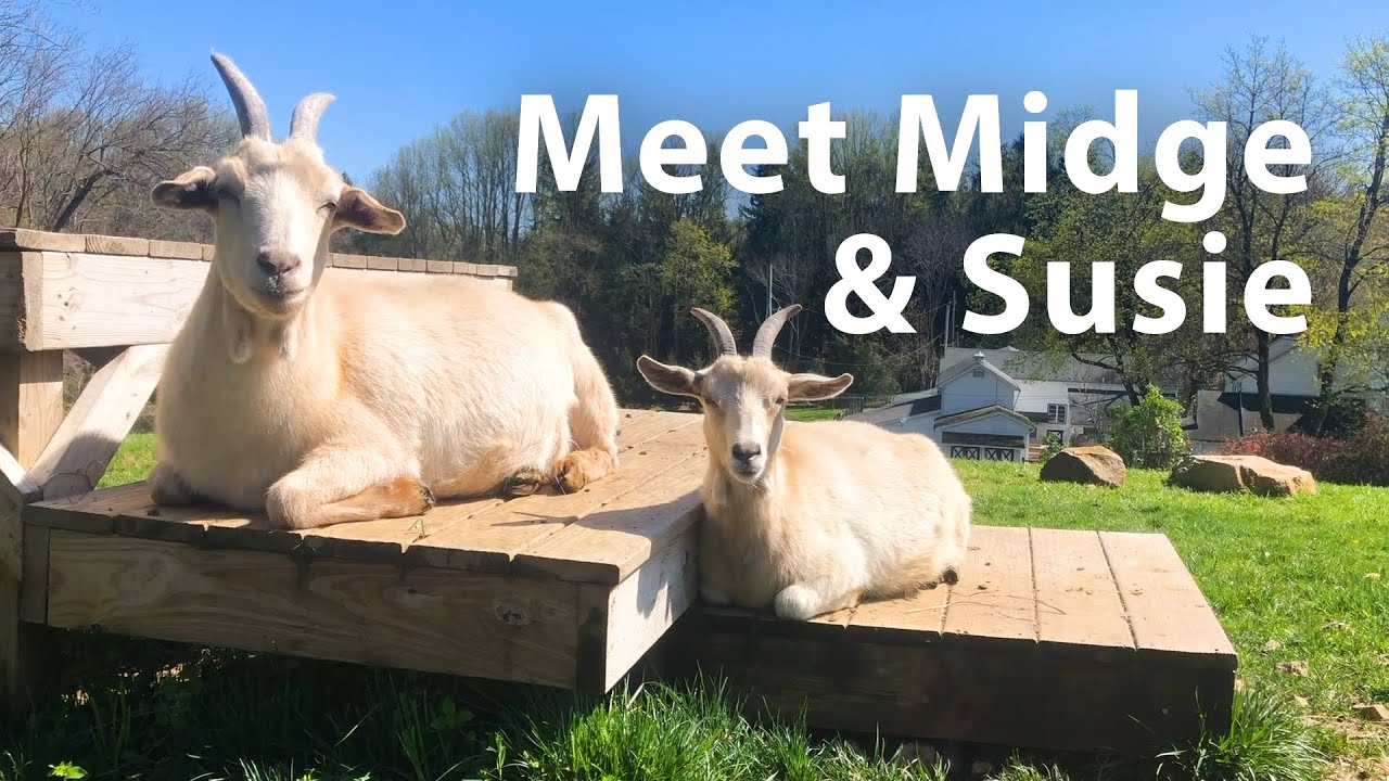 Mother Goat Sacrificed Everything for Her Daughter — and Nearly Didn't Make It