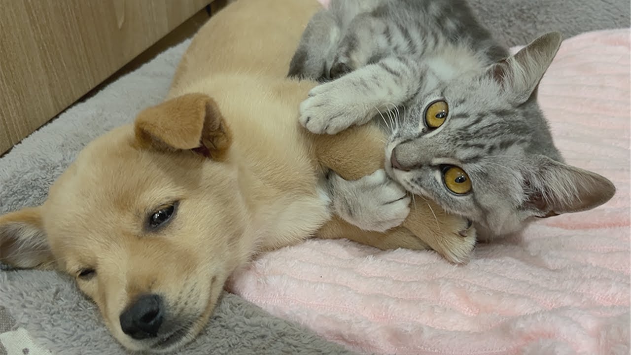 Abandoned Puppy Refuses to Sleep Unless He’s Beside a Gentle Kitten