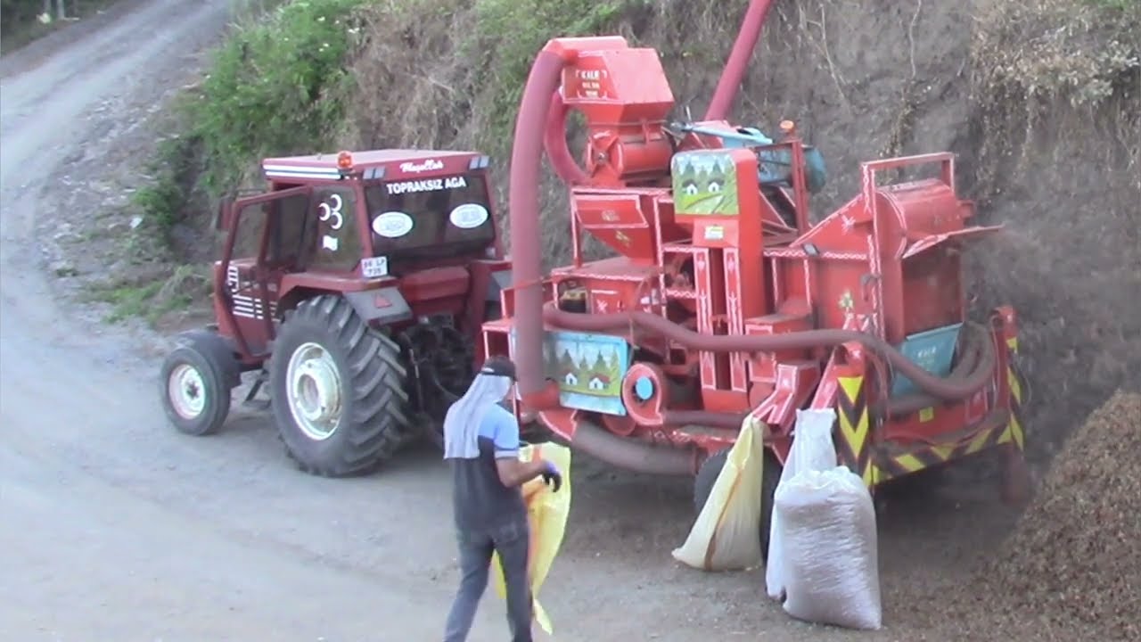 🌰 Harmandan Patoza! Kuruyan Fındıkları Toplayıp Patoza Vurduğumuz Gün 🚜