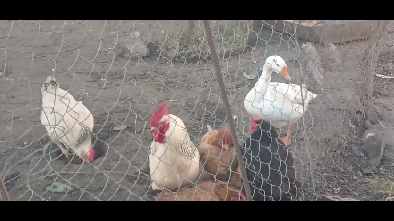 Двор родственников. На улице хорошо. часть 83.