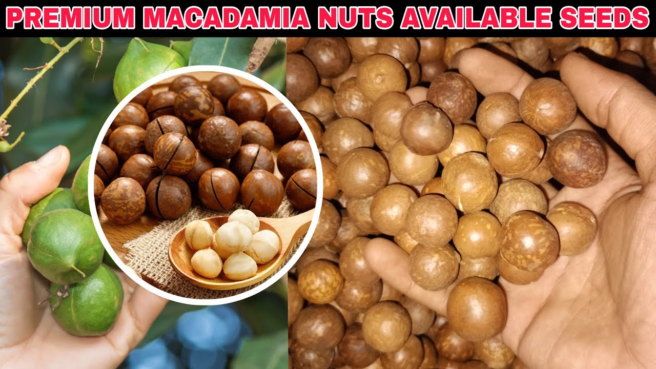 Premium Macadamia Nut Seeds for Sale | High Yield Varieties for Farming & Home Garden