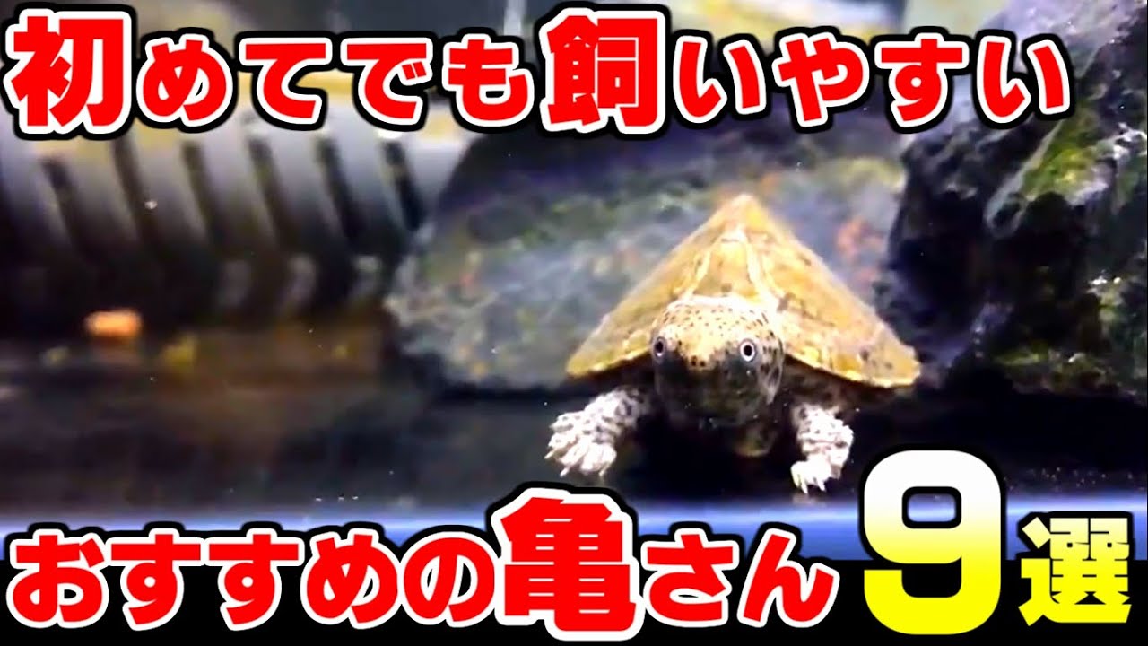 【水棲亀】初心者向けの飼いやすい亀さんとは？【９選】