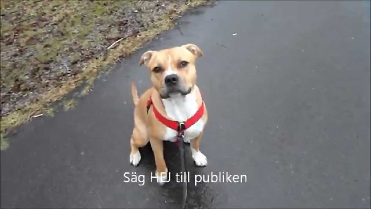 120424 Enzo på promenad