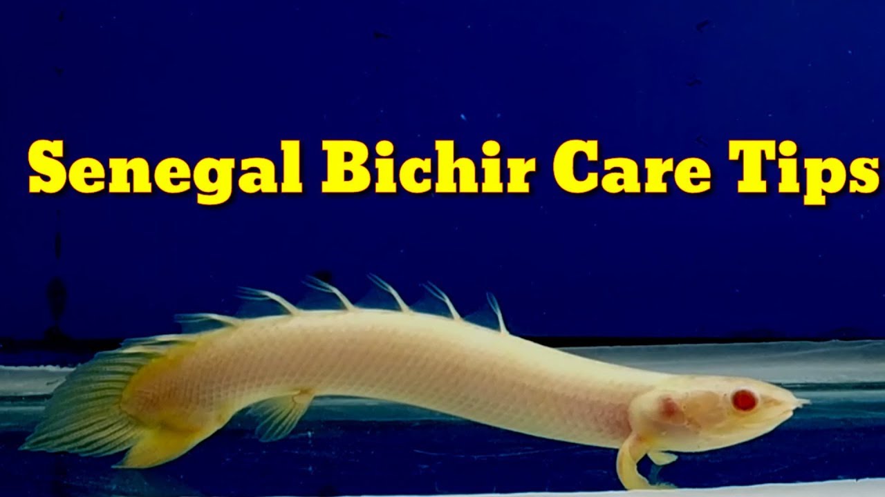 Senegal Bichir Care Tips