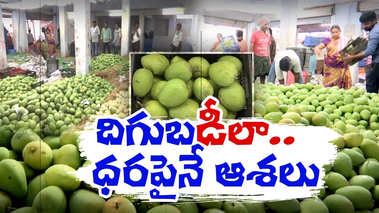 Mango Exports Begun in Nunna Mango Market | Vijayawada | Farners Hopes on MSP Rate