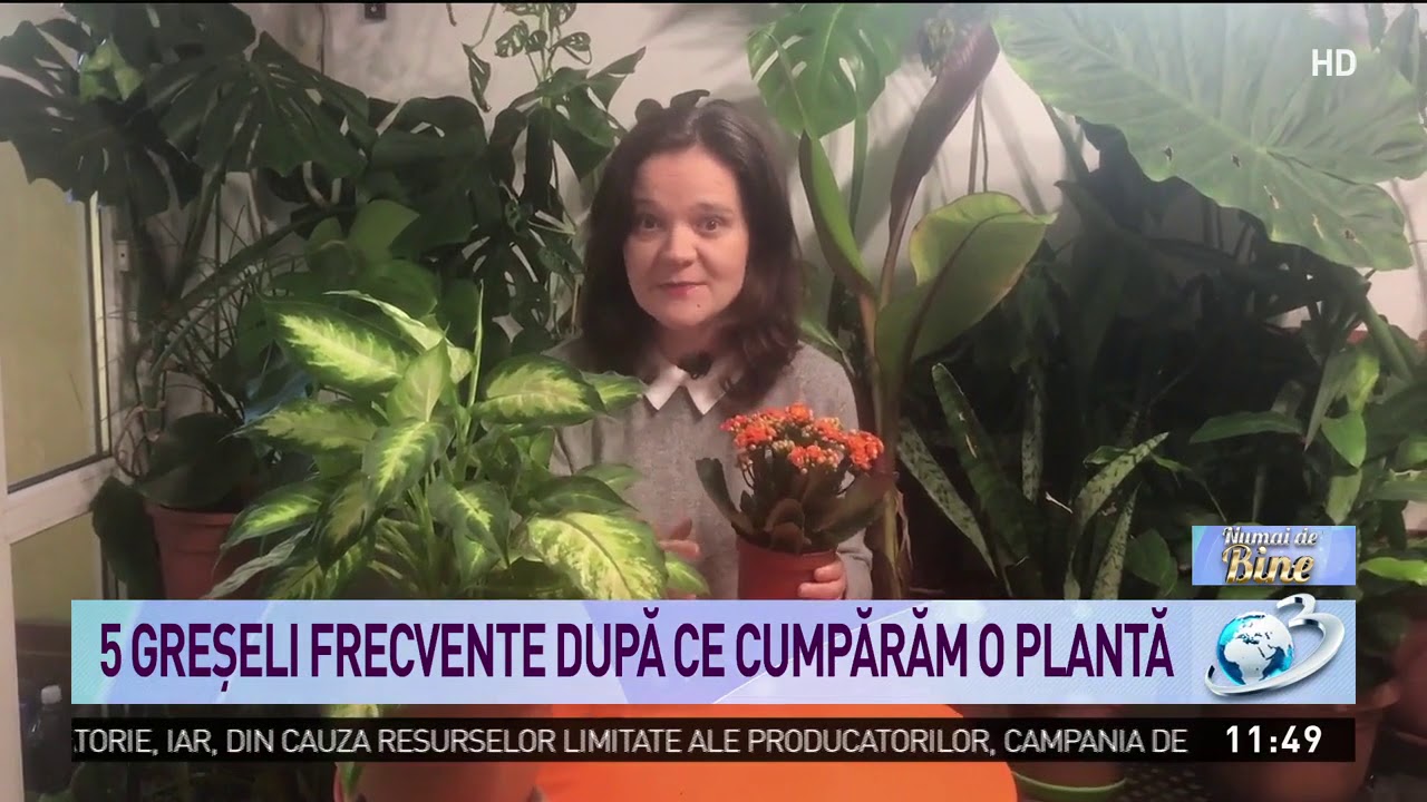 Cinci greşeli frecvente după ce cumpărăm o plantă