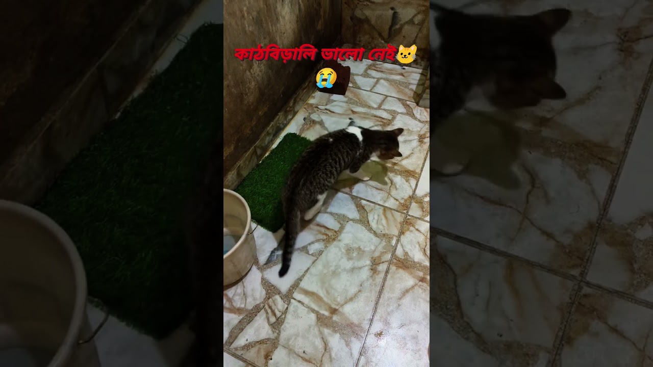 কাঠবিড়ালী ভালো নেই ওর শরীর খুব খারাপ ,খুব কষ্ট পাচ্ছে সব কিছু করে যাচ্ছি কোনো কিছু বাদ দিচ্ছি না😭🙏🐱