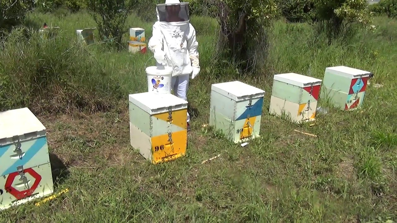 BeeNectar - The Genius Lid