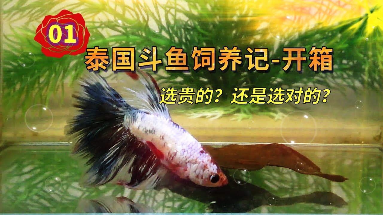 泰國鬥魚飼養方法-01，新手玩家如何選擇鬥魚？一些看法和建議