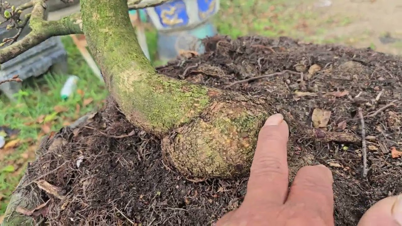 Gl ae 1 cây giáng long bông dảo chụp . Hàng chơi miền bắc 0935633236