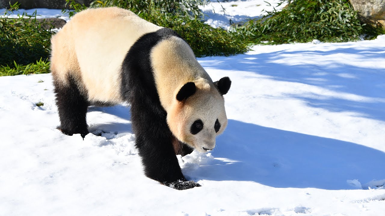 【ジャイアントパンダ（結浜）】初めての大雪