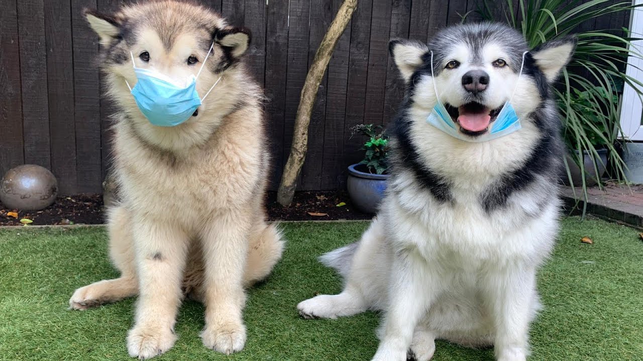 Lockdown AGAIN! Second Wave Hits! How We Entertain Ourselves In Quarantine (Milo Speaks!)