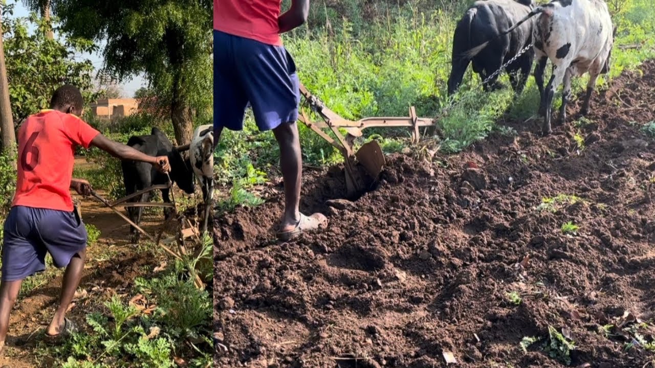 HOW WE PREPARE OUR GARDEN USING CATTLES.