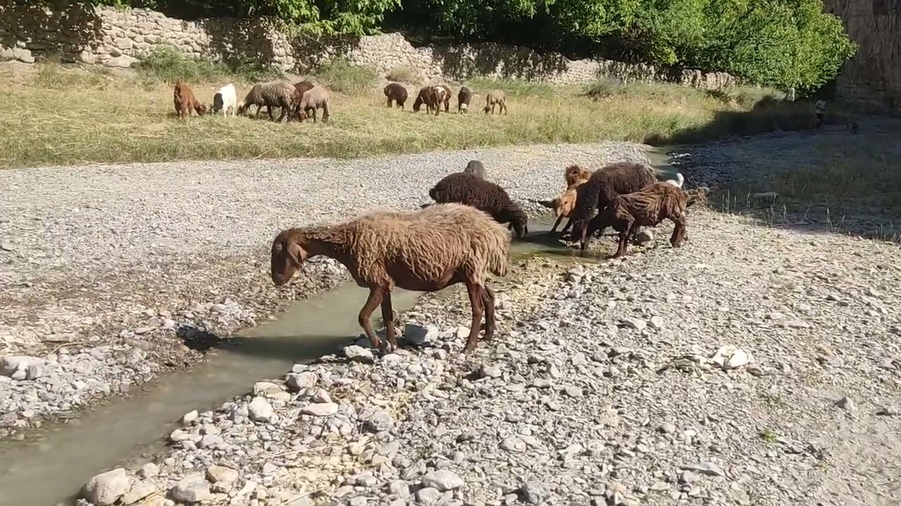 Wild Village Life by a River in Iran – Dogs, Goats & Shepherd Sounds