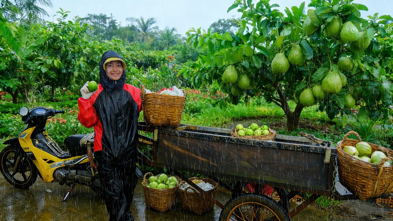 Harvest Guava And Take To The Market To Sell – Build A Farm: Plant Vegetables, Raise Livestock