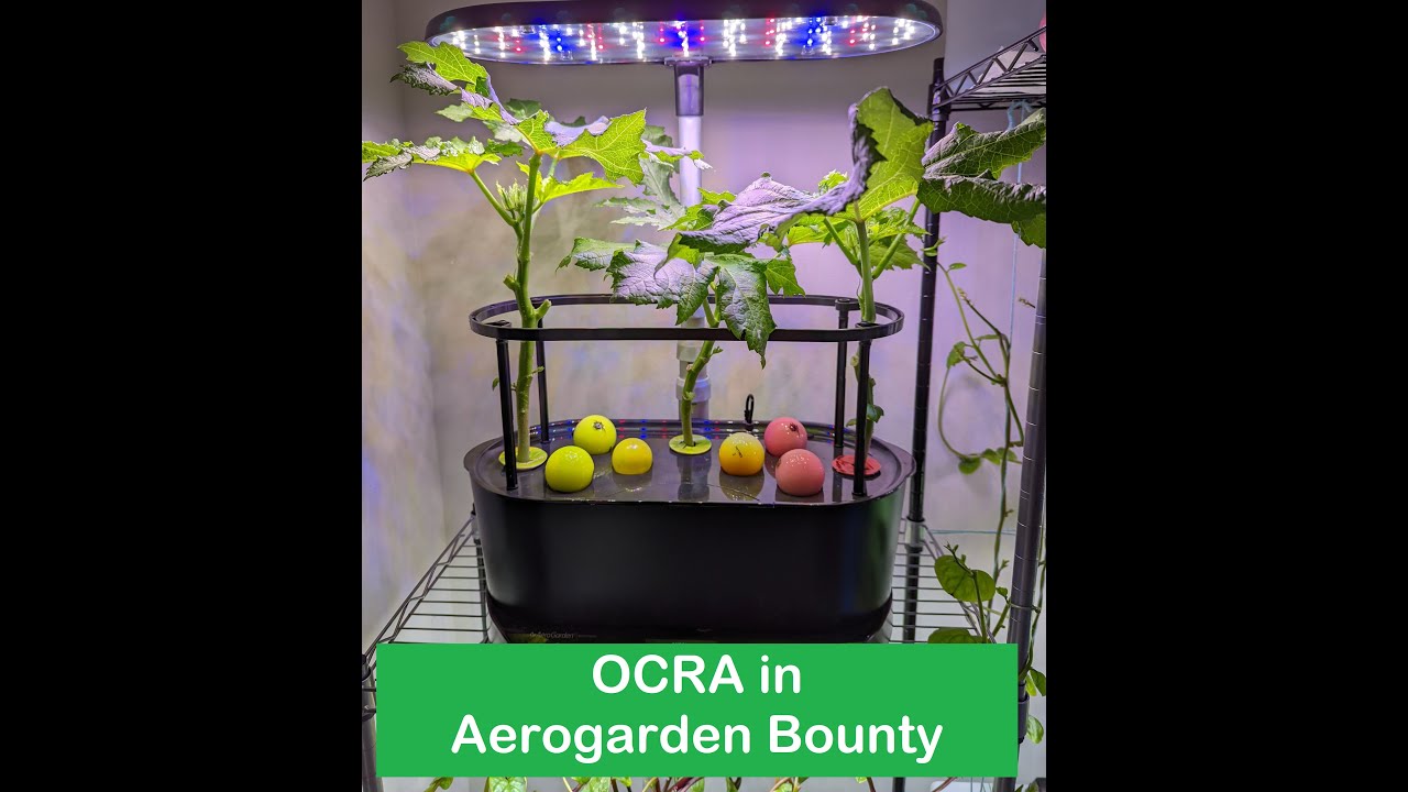 !FLOP! Okra in Aerogarden Bounty Basic Hydroponics, Heavy Hitter,  lady's fingers