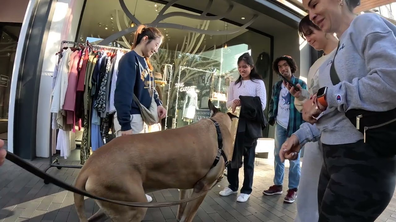 Cash 2.0 Great Dane at the Westfield outdoor mall 33