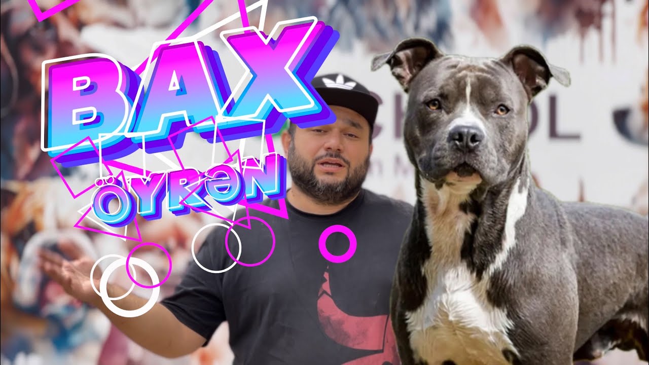 İtlərin təlimi | Bax-&Ouml;yrən | Bala itə ilk təlim qaydaları haqqında #orxanjerry