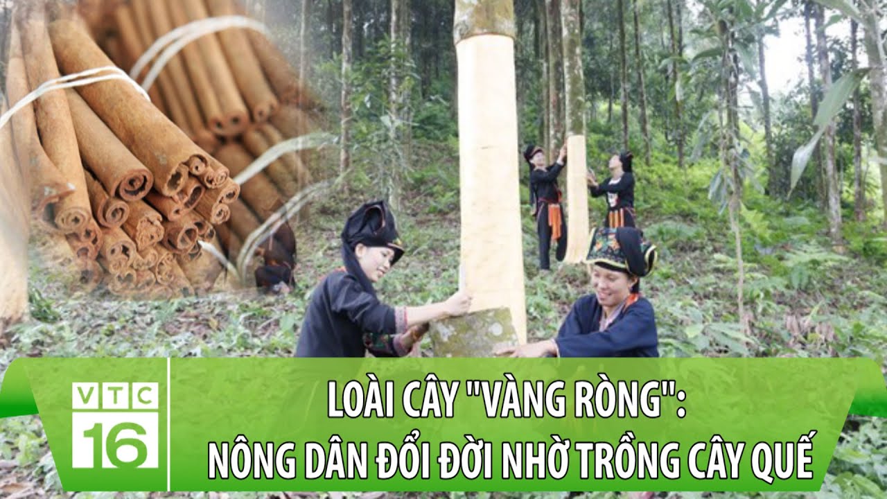 Loài cây 