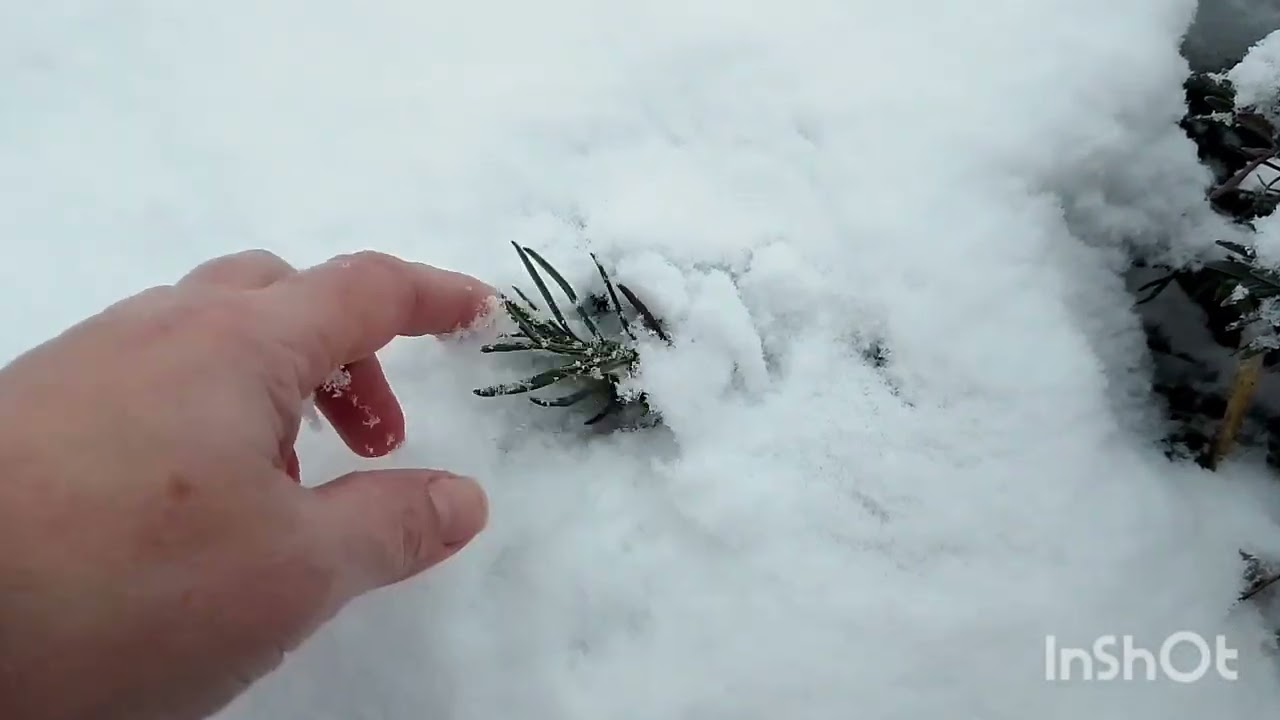Не вкриті троянди і лютий 