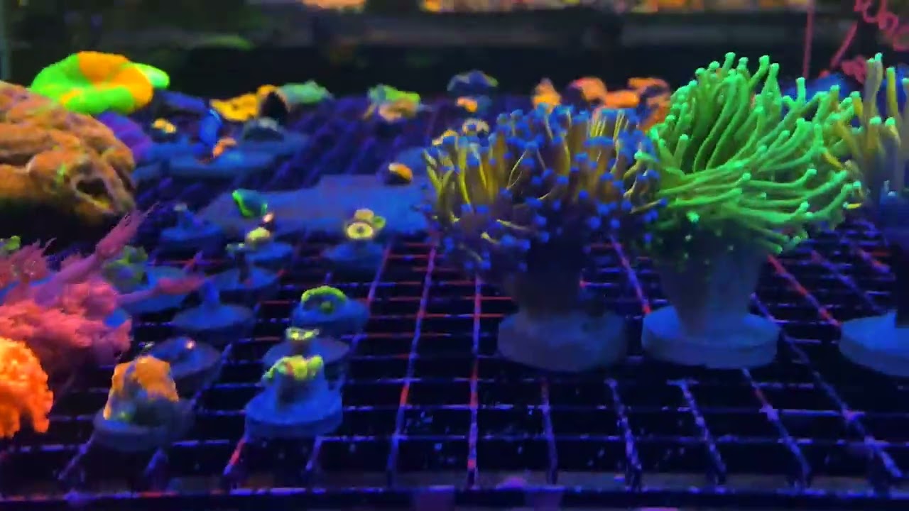 CaliKid Corals