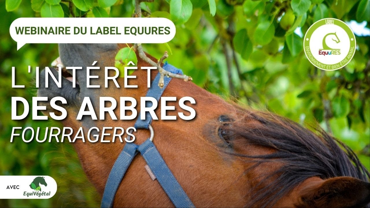 Webinaire : L'intérêt des arbres fourragers.