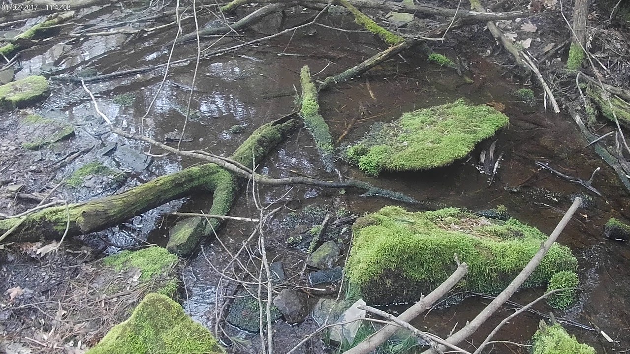 headwater stream intro