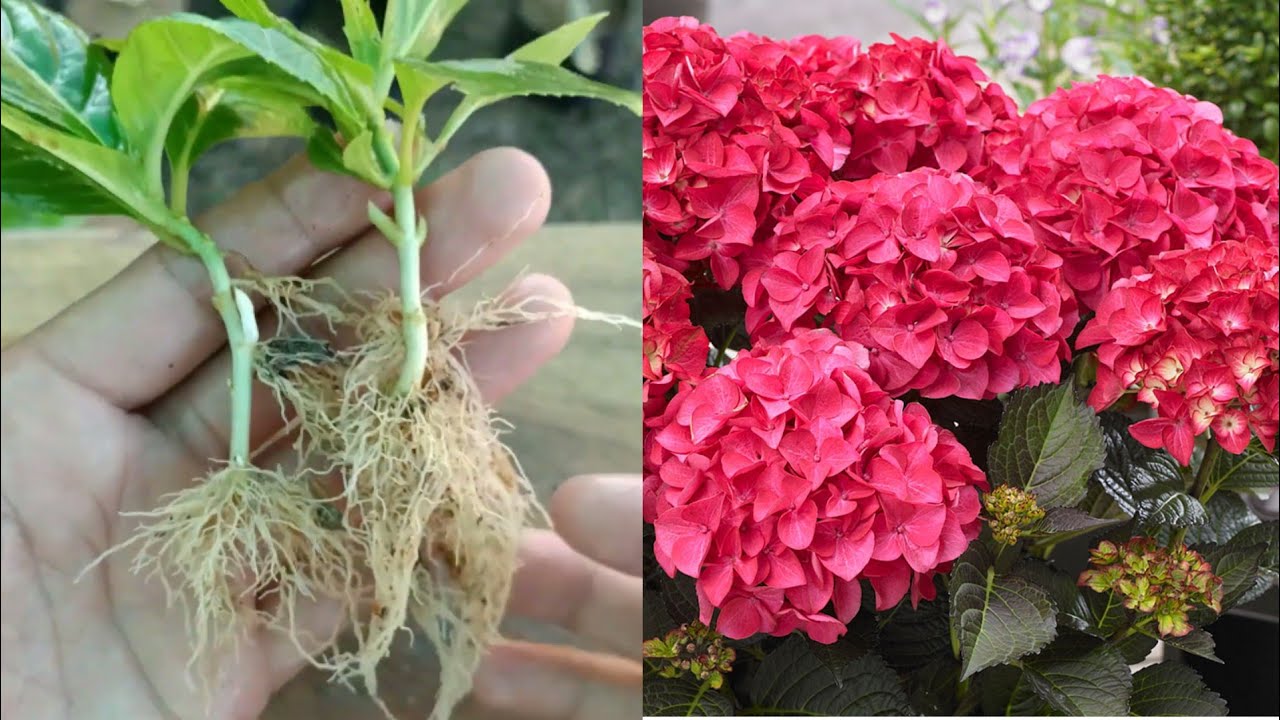 Hydrangeas Cuttings Propagation in sand for faster growth | How to grow Hydrangeas