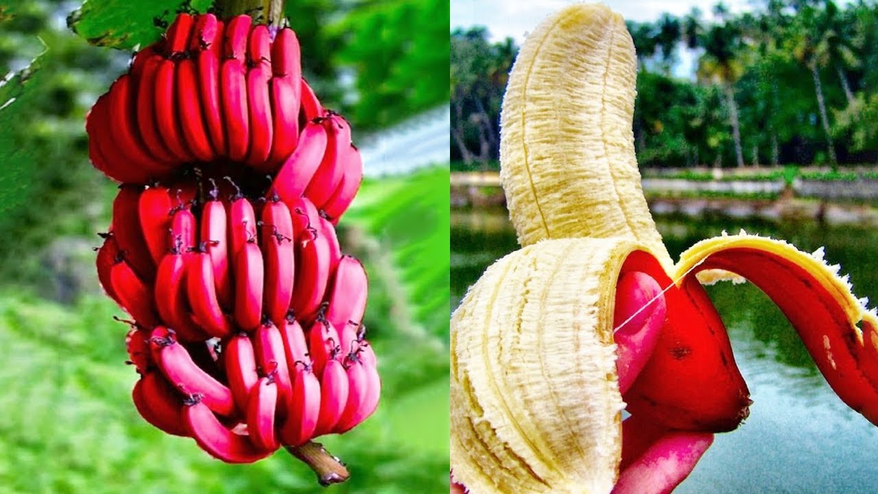 DON'T BE SURPRISED If You Find This Strange Fruit 😨