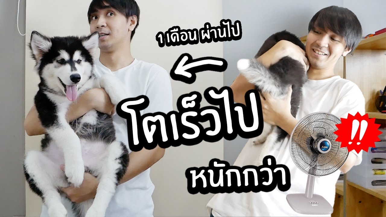 ลูกหมาโตเร็วไป! ตัวหนักกว่า....แล้ว // จะอุ้มได้นานสุดกี่นาที
