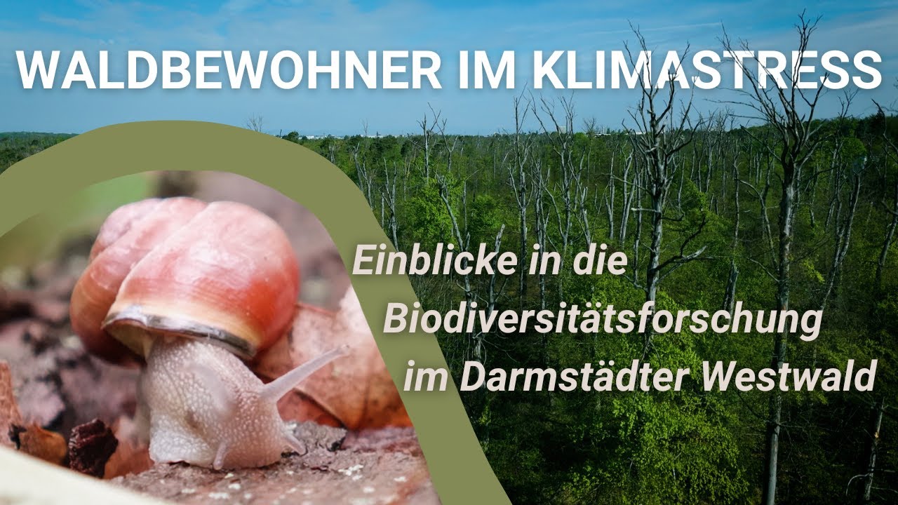 Klimagewandelt & verwildert: Einblicke in die Forschung zur Biodiversität im Darmstädter Westwald