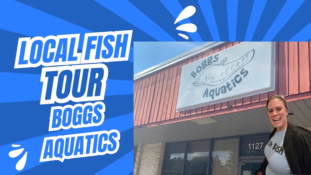 Touring Boggs Aquatics! Giant Fish and New Barbs
