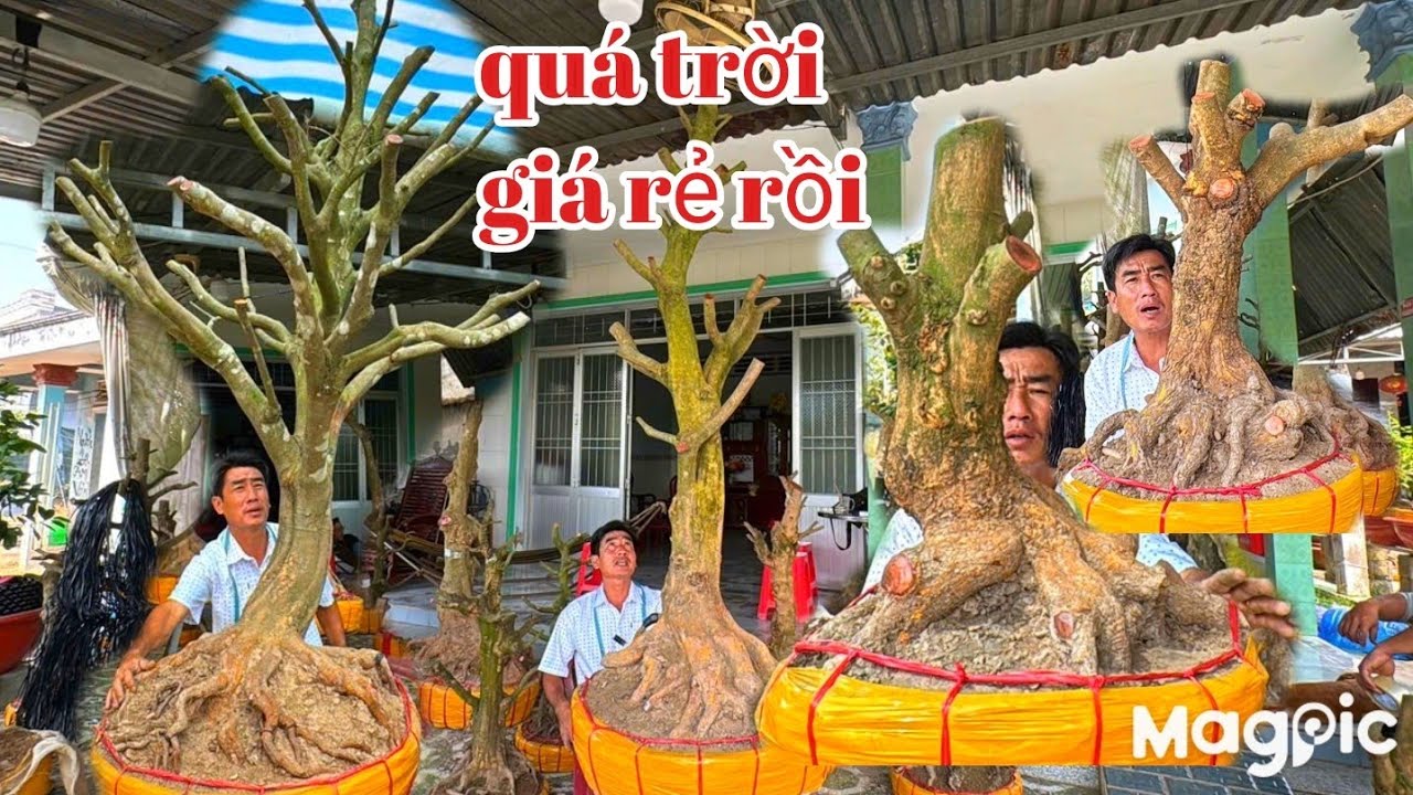 A Dũng 👉 0964009759 Gl Lô Mai vàng giá bao rẻ mà lớn hoành.