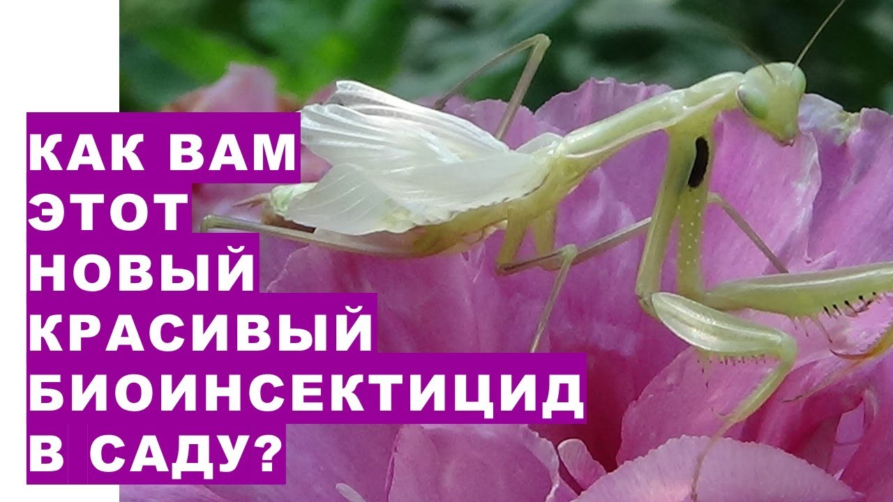 Как Вам этот новый биоинсектицид в саду? Почему фермеры многих стран покупают этих насекомых для выр