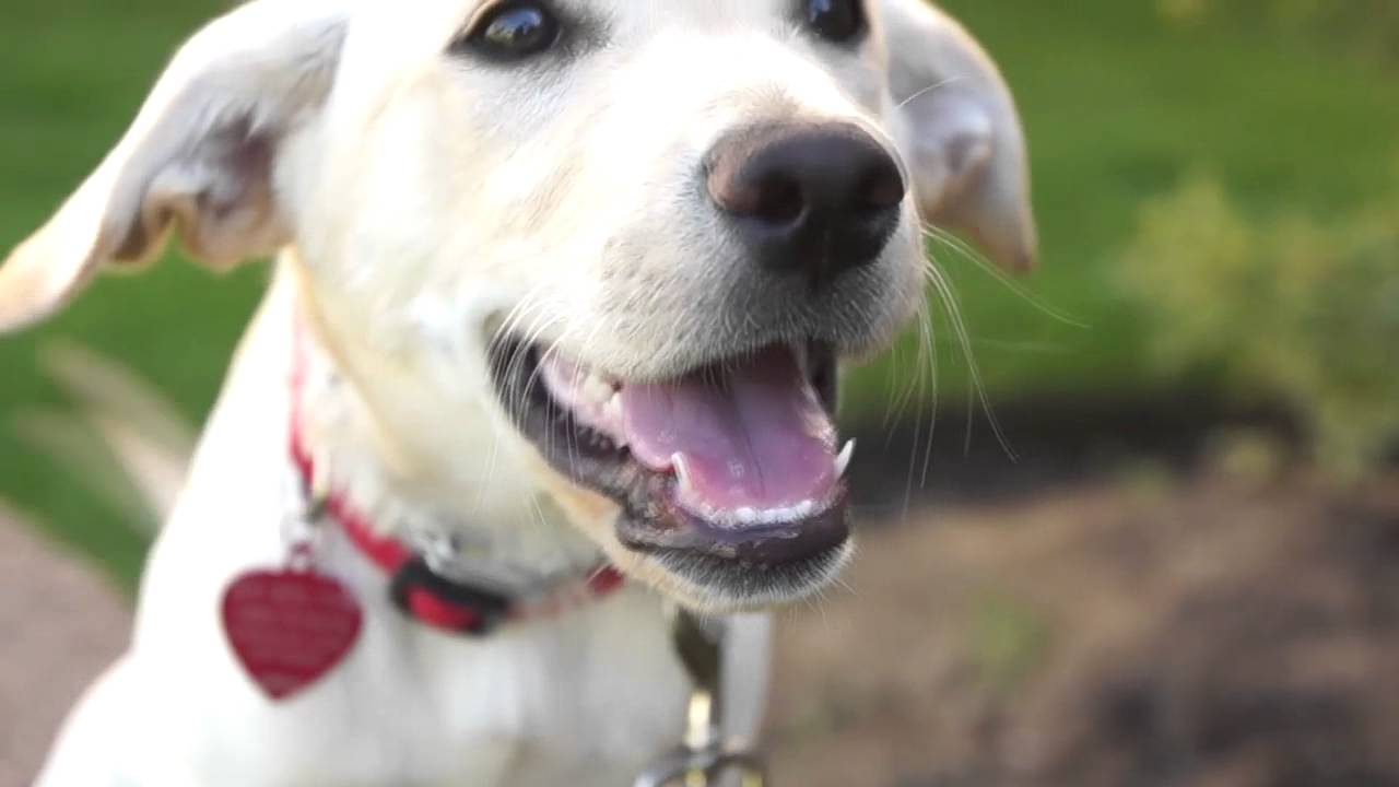 Paws for the Cause Autism