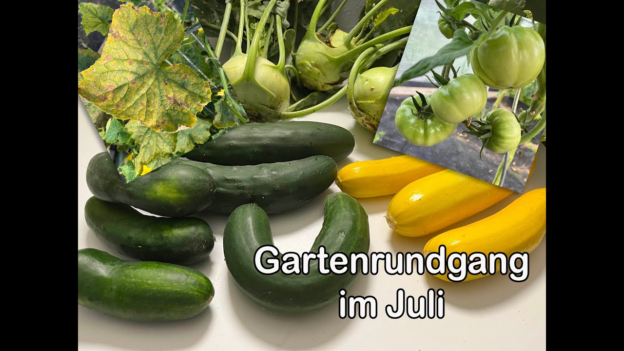 Gartenrundgang Juli 2024 - W&uuml;hlm&auml;use, Regen, 