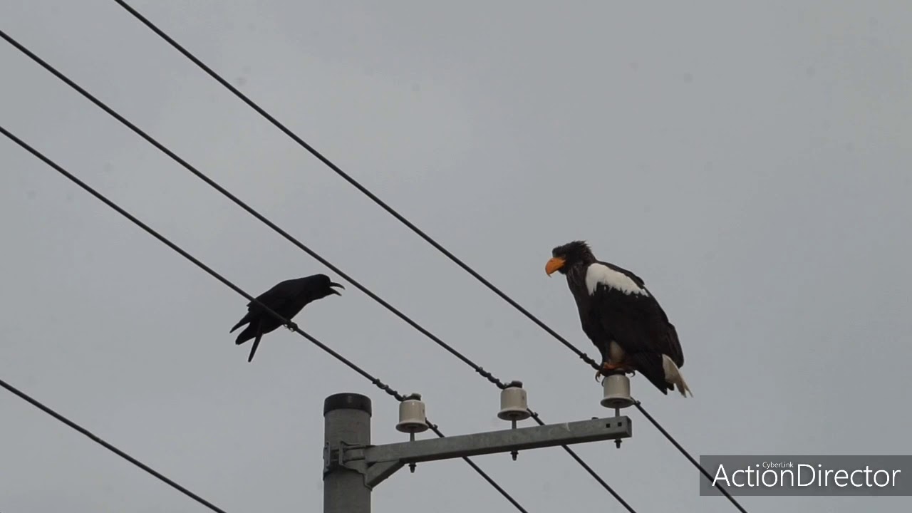 カラスに威嚇されるも余裕なオオワシ