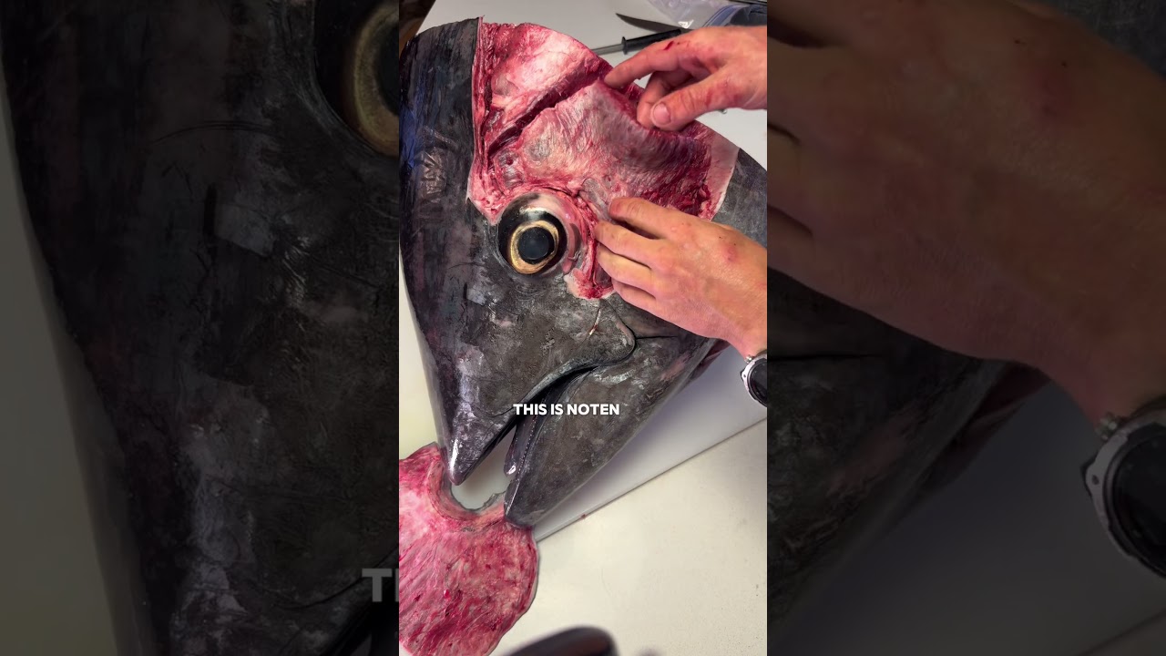 Eating the CHEEK of a 675 pound tuna so it doesn&rsquo;t end up in the DUMP