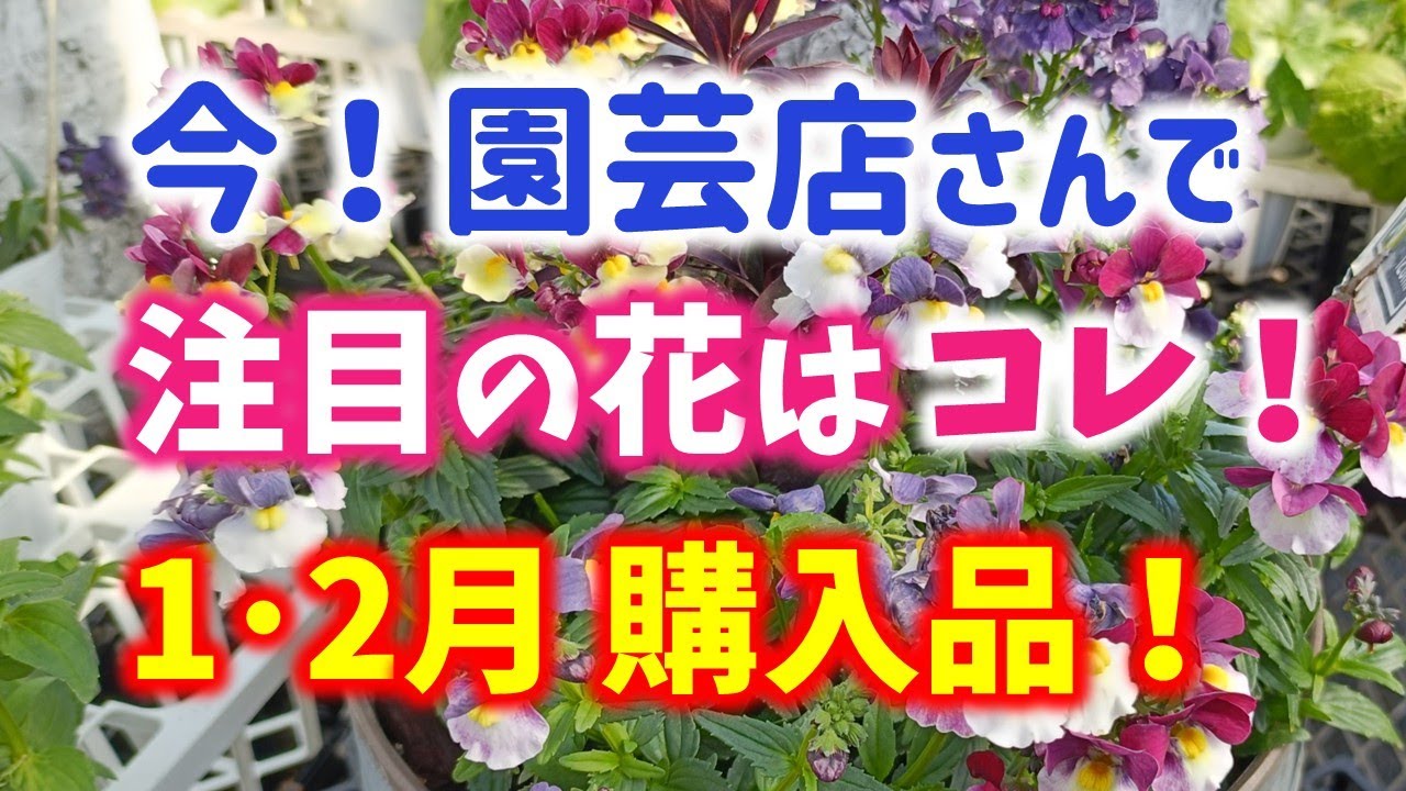 【ガーデニング】1･2月の購入品！園芸のプロが注目・話題の花も紹介！フラワーガーデン泉・群馬県・gardening