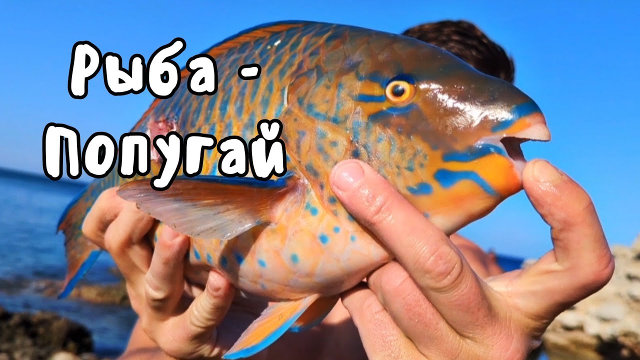 Споймали Птицу ПОД Водой | Подводная Охота - Рыба Попугай, Тунец, Окунь. Фридайвинг. Рыбалка