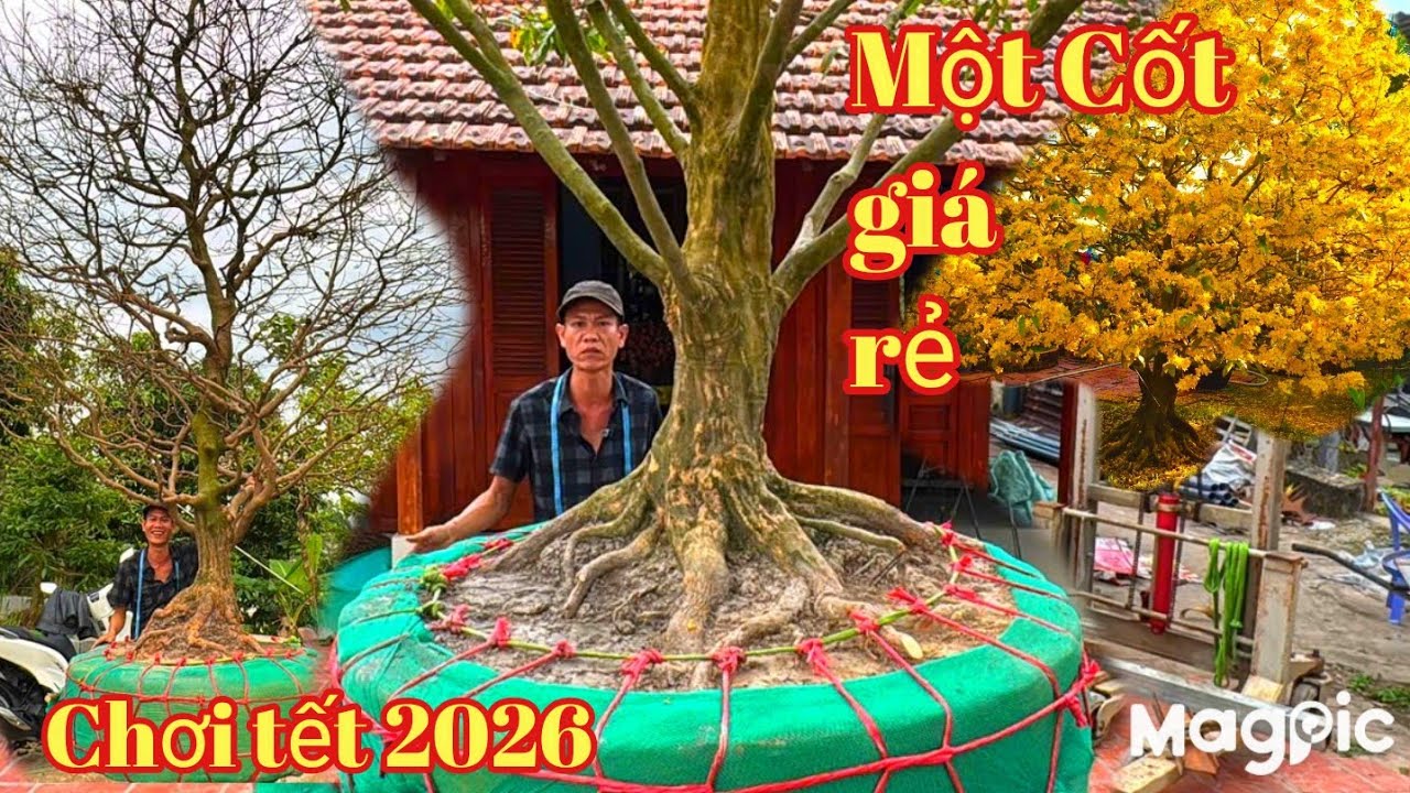 A Tùng 👉 Zalo 0933243550 Gl xuất hiện lô mai vàng một cốt chơi tết tại ĐT 