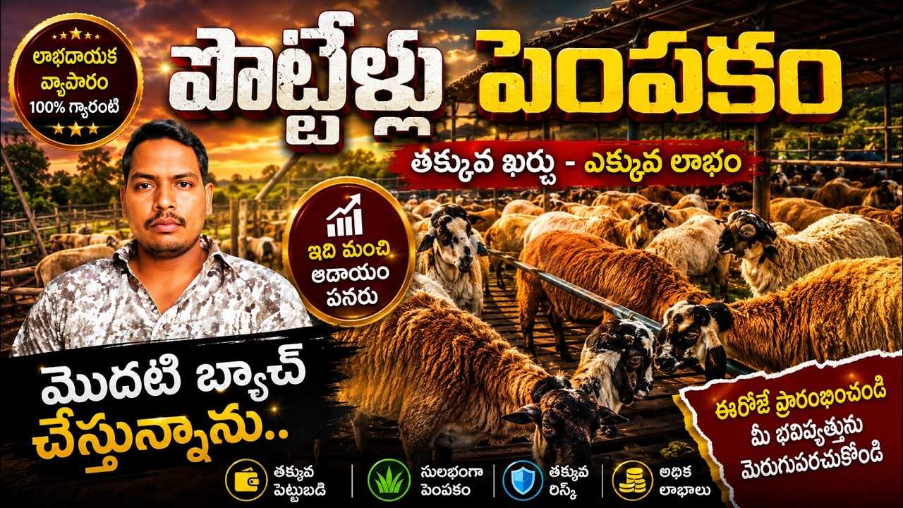 🐐 పొట్టేళ్ళ పెంపకం చేస్తున్న / Goat Farming in Bathuku Bandi