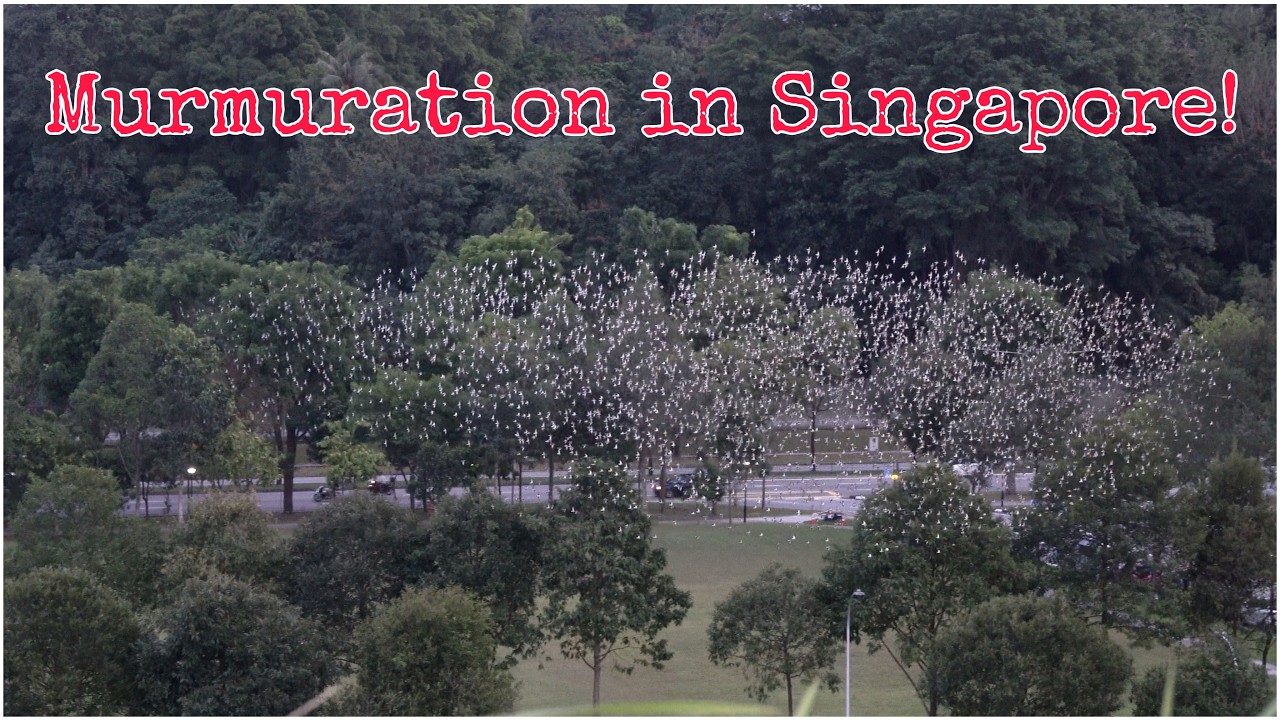 Mesmerizing Daurian Starling Murmuration at Woodlands Height | Birding in Singapore
